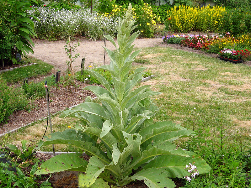 Les bienfaits du bouillon blanc