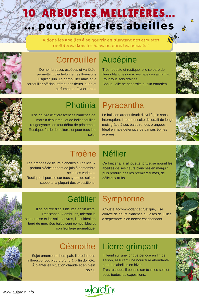 10 arbustes mellifères pour aider les abeilles