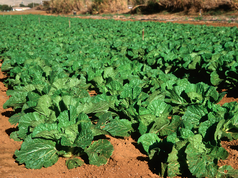 L agriculture De Conservation Entre Conventionnelle Et Bio