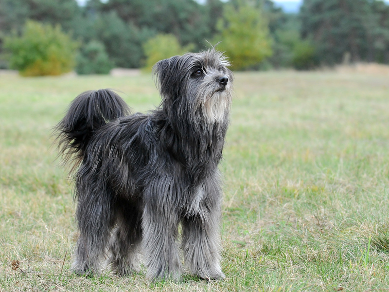 Chien Souvent Confondu Avec Le Berger Des Pyrénées Le berger des Pyrénées, un chien fidèle