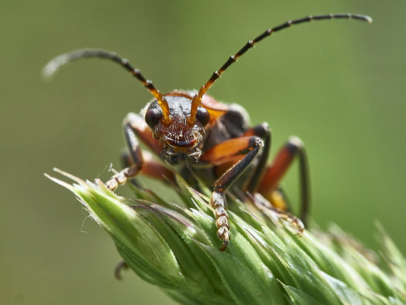 Cantharide Rustique, Cantharis Rustica