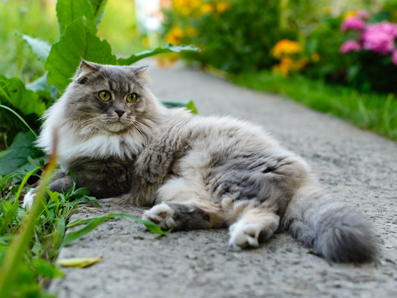 Quelle Est Lespérance De Vie Dun Chat
