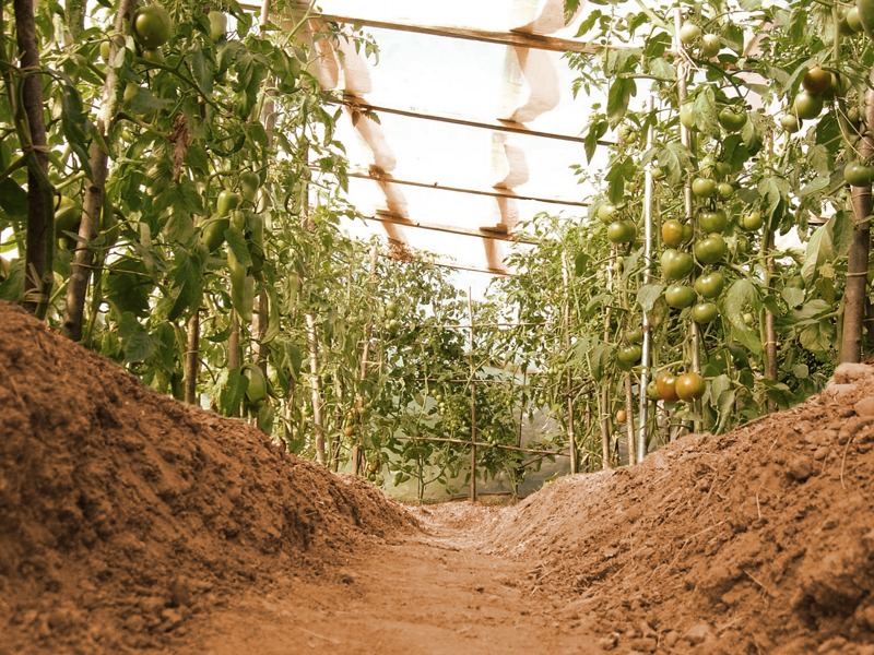 Comment cultiver les légumes sous serre