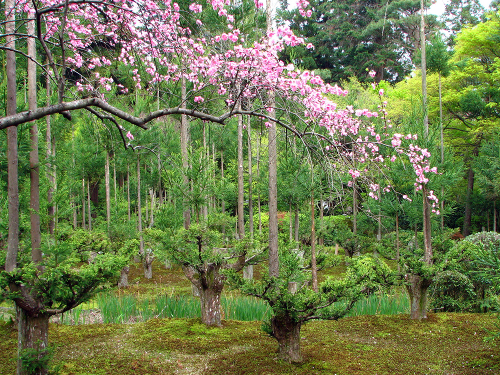 Árboles podados