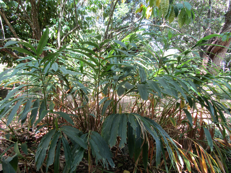 Cardamome de Malabar, Cardamome verte : planter, cultiver, rcolter