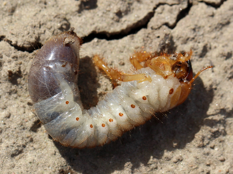 Grosse chenille blanche dans la terre : Identification, dangers et solutions () Grosse chenille blanche dans la terre : Identification, dangers et solutions
