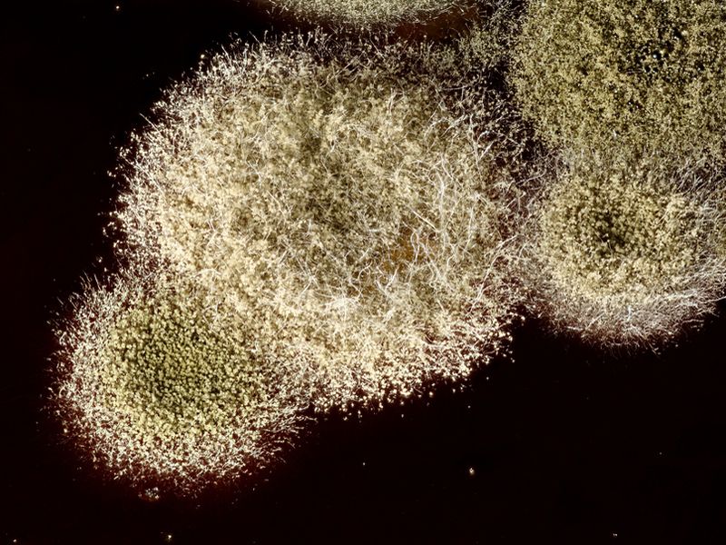 Moisissures, levures et autres microchampignons