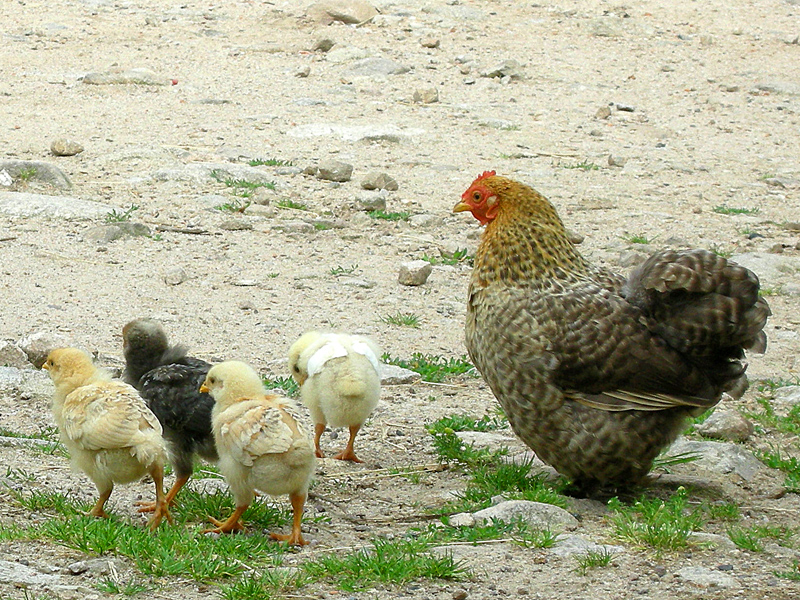 Comment Obtenir Des Poussins