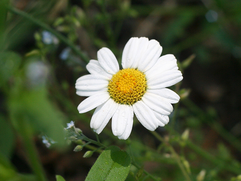 Le pyrèthre un pesticide naturel à utiliser avec précaution — free download