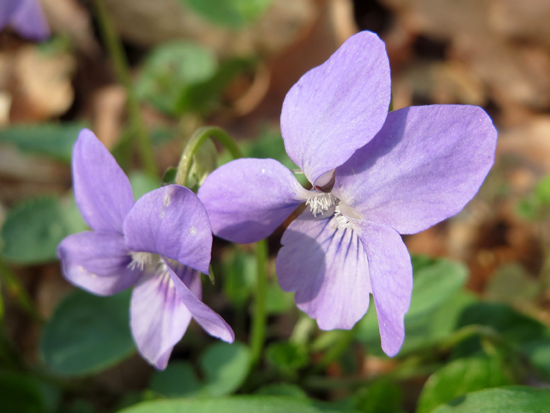 Violette des bois, Violette sauvage, Violette de Reichenbach, Viola  reichenbachiana : planter, cultiver, multiplier