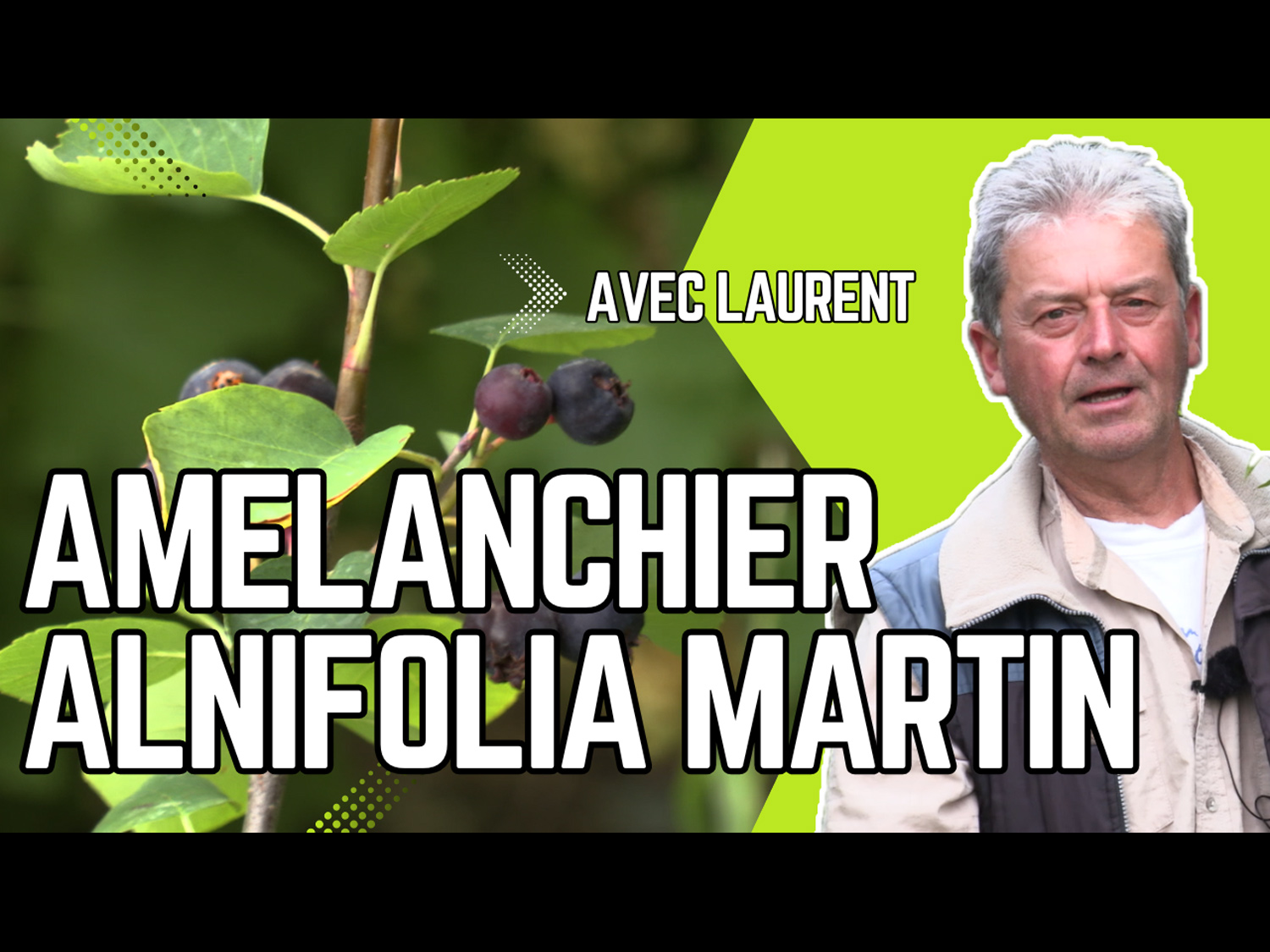 L'amélanchier Martin, un petit fruitier plein de promesses