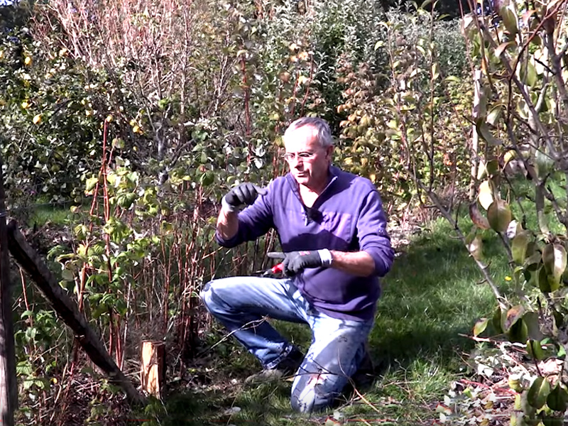 La culture du framboisier au jardin et son entretien