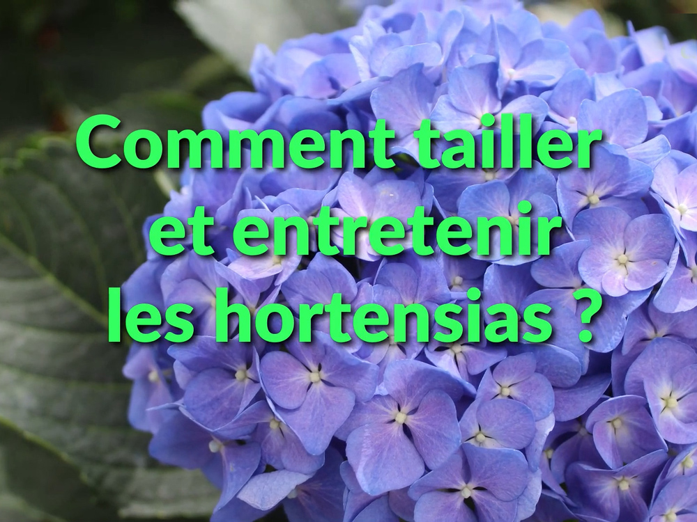 Comment tailler et entretenir les hortensias — free download